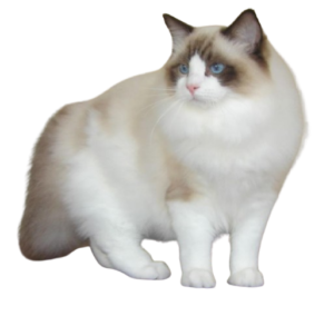 Ragdoll Feline