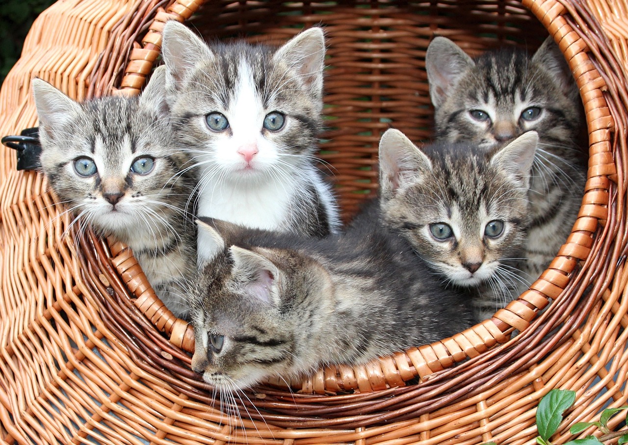 Top 8 Types of Domestic Cats And Their Characteristics